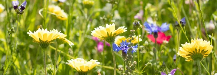Wilde Blumenwiese mit gelben und blauen Blüten